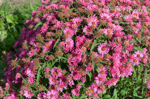 Aster novae-angliae 'Alma Pötschke'