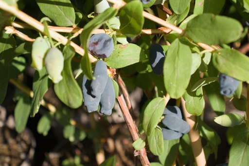 Lonicera kamtschatica 'Aurora'