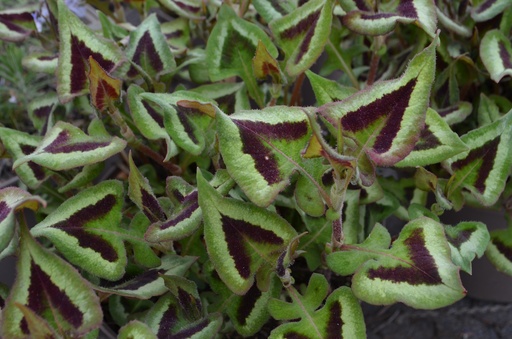 Persicaria microcephala 'Purple Fantasy'