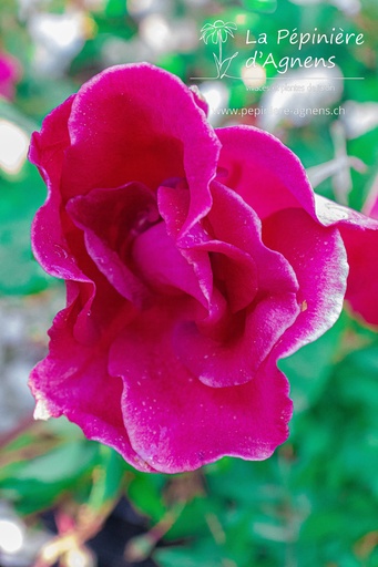 Rosa arbustif 'Holstein'