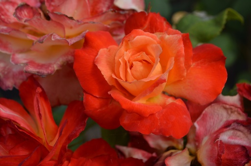 Rosa arbustif 'Pigalle'