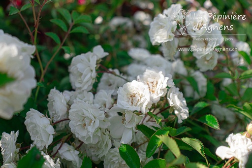 Rosa couvre-sol 'Alba Meidiland'