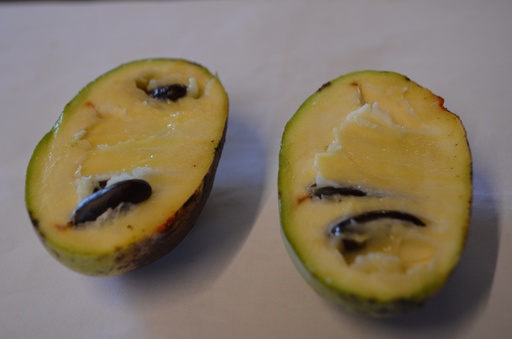 Asimina triloba 'Prima 1216'