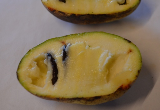 Asimina triloba 'Sunflower'