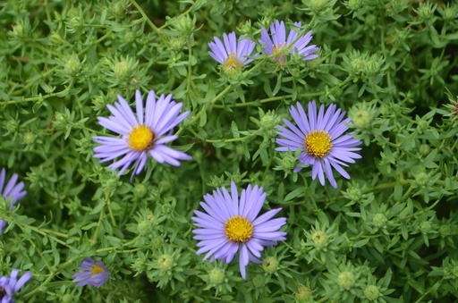 Aster oblongifolia 'October Skies'