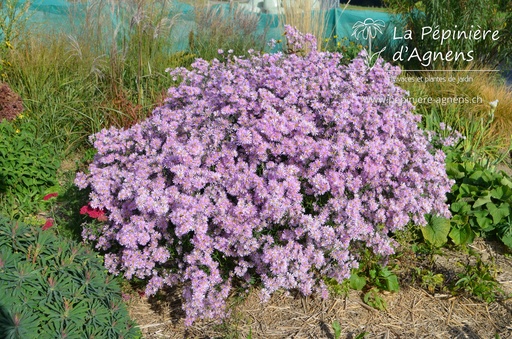 Aster pringlei 'Pink Star'