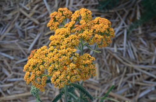 Achillea millefolium 'Terracotta'