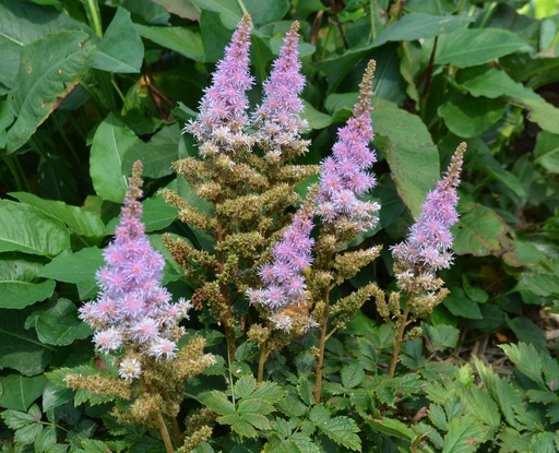 Astilbe chinensis 'Pumila'
