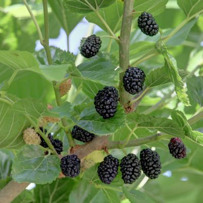 Morus nigra