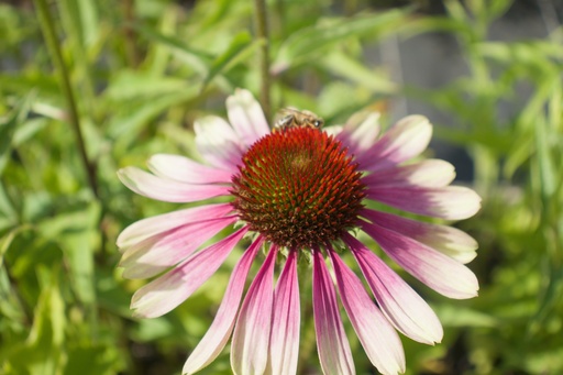 Echinacea purpurea 'Green Twister'