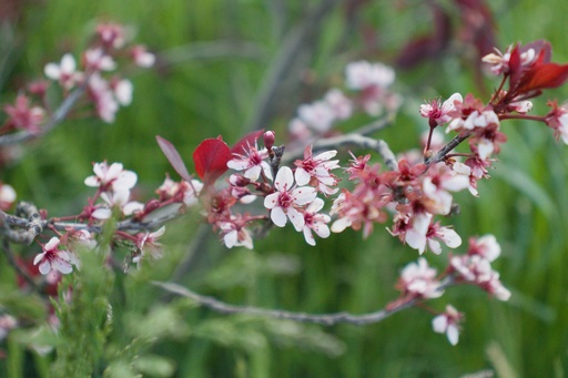 Prunus x cistena