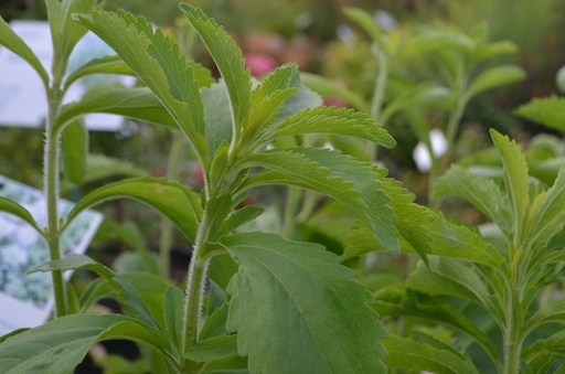 Stevia rebaudiana