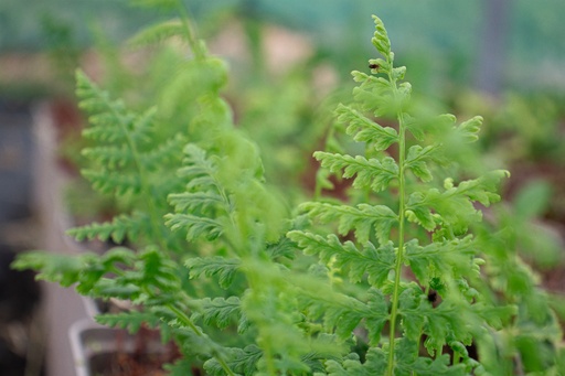 Athyrium filix-femina