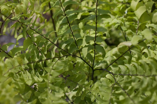 Adiantum pedatum