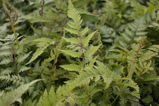 Athyrium niponicum 'Metallicum'