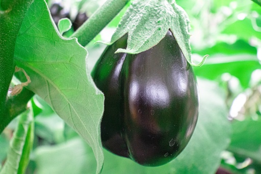 Aubergine cultivar 'Black Beauty'