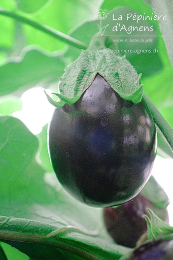Aubergine cultivar 'Black Beauty'