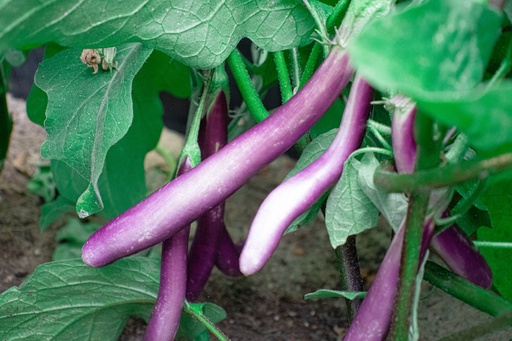 Aubergine cultivar 'Pink Lady'