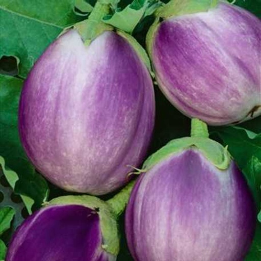 Aubergine cultivar 'Rotonda Bianca'
