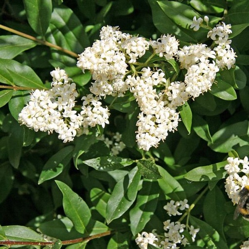Ligustrum vulgare