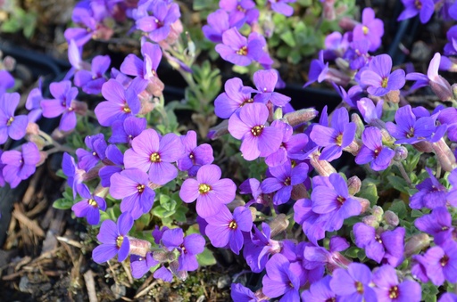 Aubrieta hybride 'Hamburger Stadtpark'