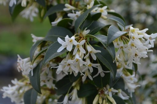 Osmanthus x burkwoodii