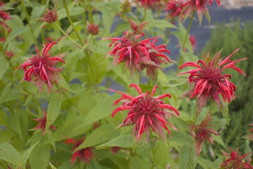 Assortiment plantes pour tisanes