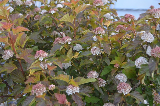 Assortiment haie vive 