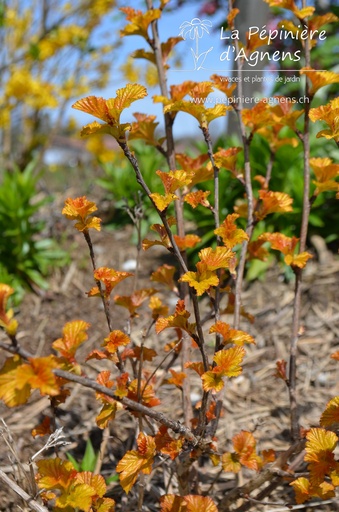 Assortiment haie vive 
