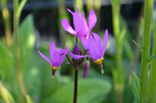 Dodecatheon meadia 'Red Wings'