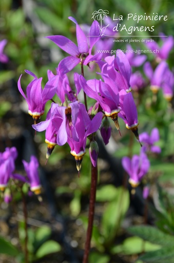 Dodecatheon meadia 'Red Wings'