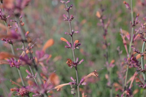 Agastache rugosa 'Firebird'