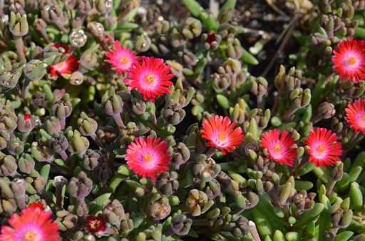 Delosperma 'Jewel of Desert Grenade'