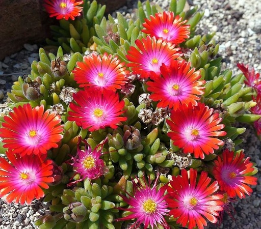 Delosperma 'Jewel of Desert Grenade'