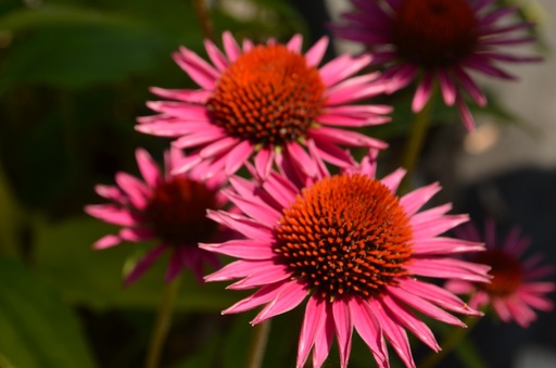 Echinacea hybride 'Pica Bella'
