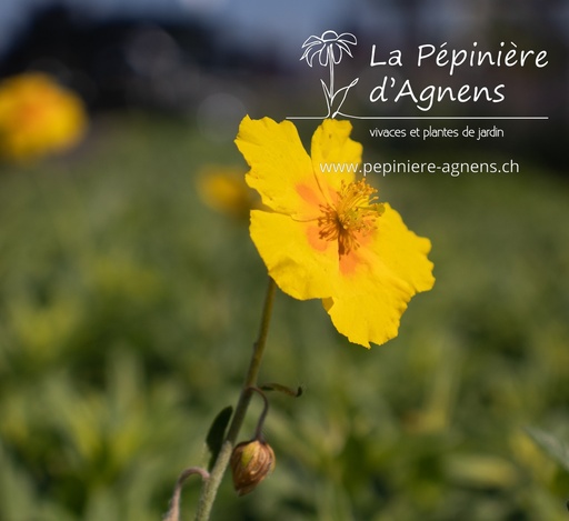 Helianthemum hybride 'Golden Queen'