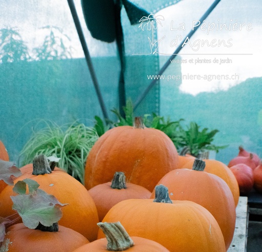Courge à fruits moyens 'Jack O'Lantern'