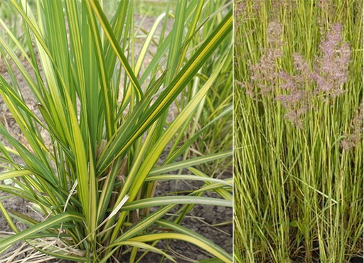 Calamagrostis acutiflora (x) 'England'