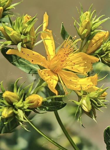 Hypericum perforatum