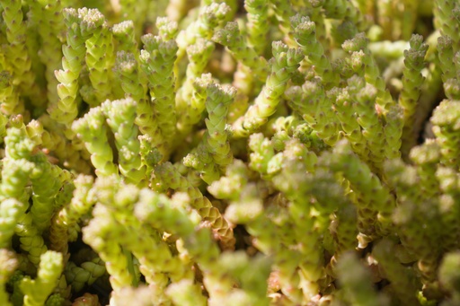 Sedum acre