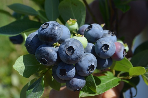 Vaccinium corymbosum 'Duke'