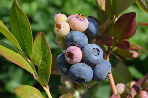 Vaccinium corymbosum 'Elisabeth'