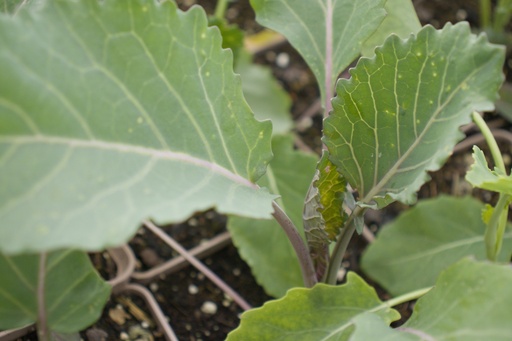 Brassica cultivar 'Thousand Head'