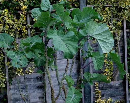 Brassica cultivar 'Thousand Head'