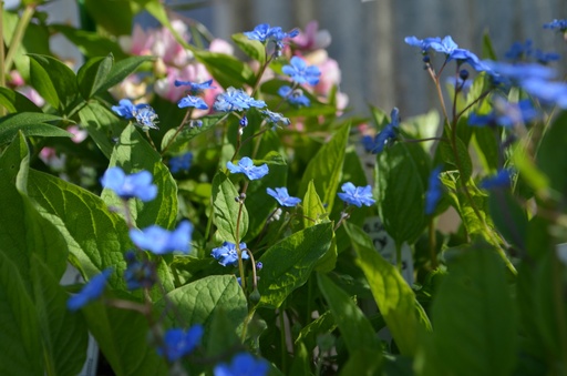 Assortiment de plantes d'ombre à floraison printanière