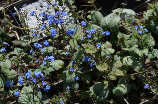 Brunnera macrophylla 'Jack Frost' ®