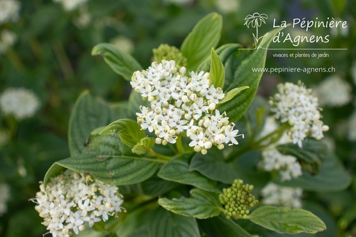 Cornus sericea 'Flaviramea'