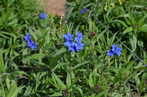 Buglossoides purpurocaerulea