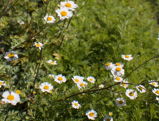 Tanacetum parthenium