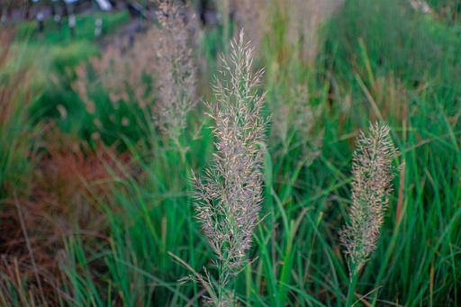 Calamagrostis brachytricha